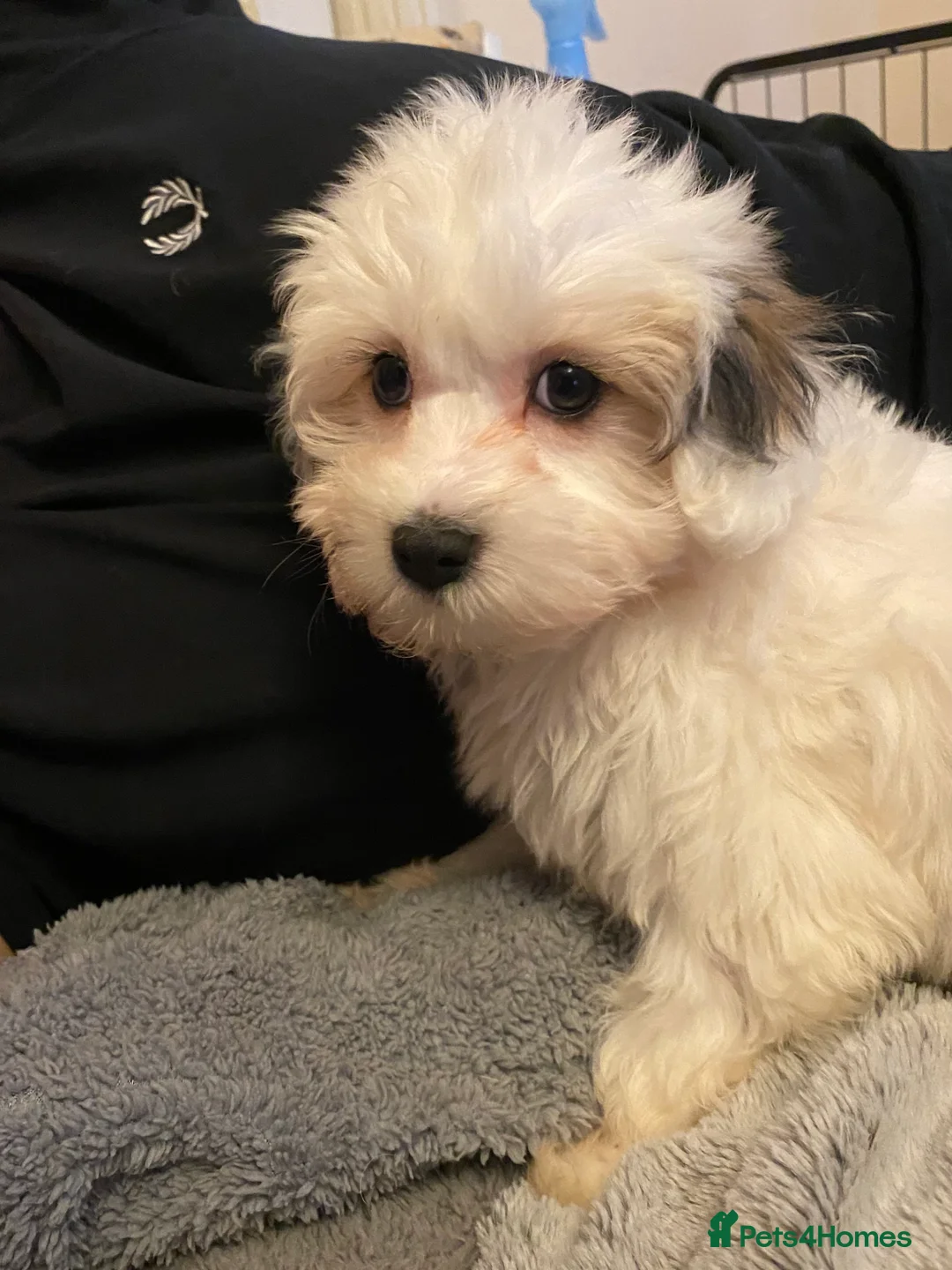 Maltipoo dogs for sale: Adorable Maltipoo Puppies - Advert 3