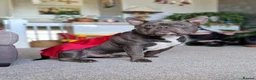American Bully dogs for sale: Pocket bully - Advert 4