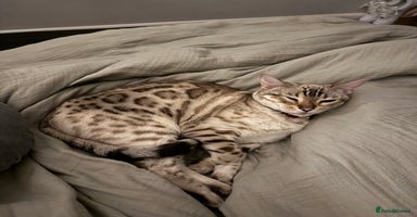 Bengal cats - Advert 13