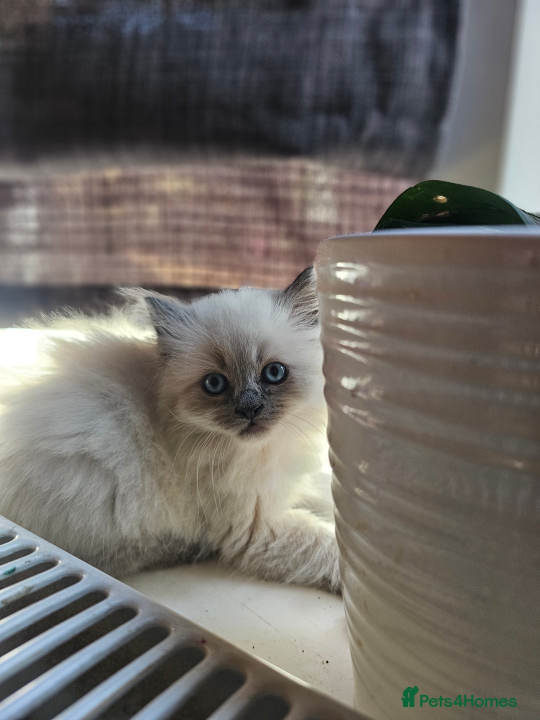 Ragdoll cats for sale: Beautiful ragdoll kittens 3 female left - Image 5