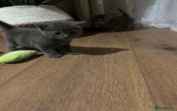 Chartreux cats for sale: American shorthair / chartreux  kittens - Image 5