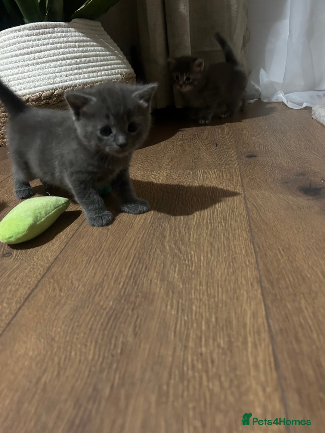 Chartreux cats for sale: American shorthair / chartreux  kittens - Image 5