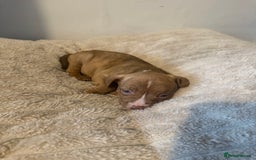 Mixed Breed dogs for sale: 7 Gorgeous Lurcher x Pocket Bully Pups  - Advert 15