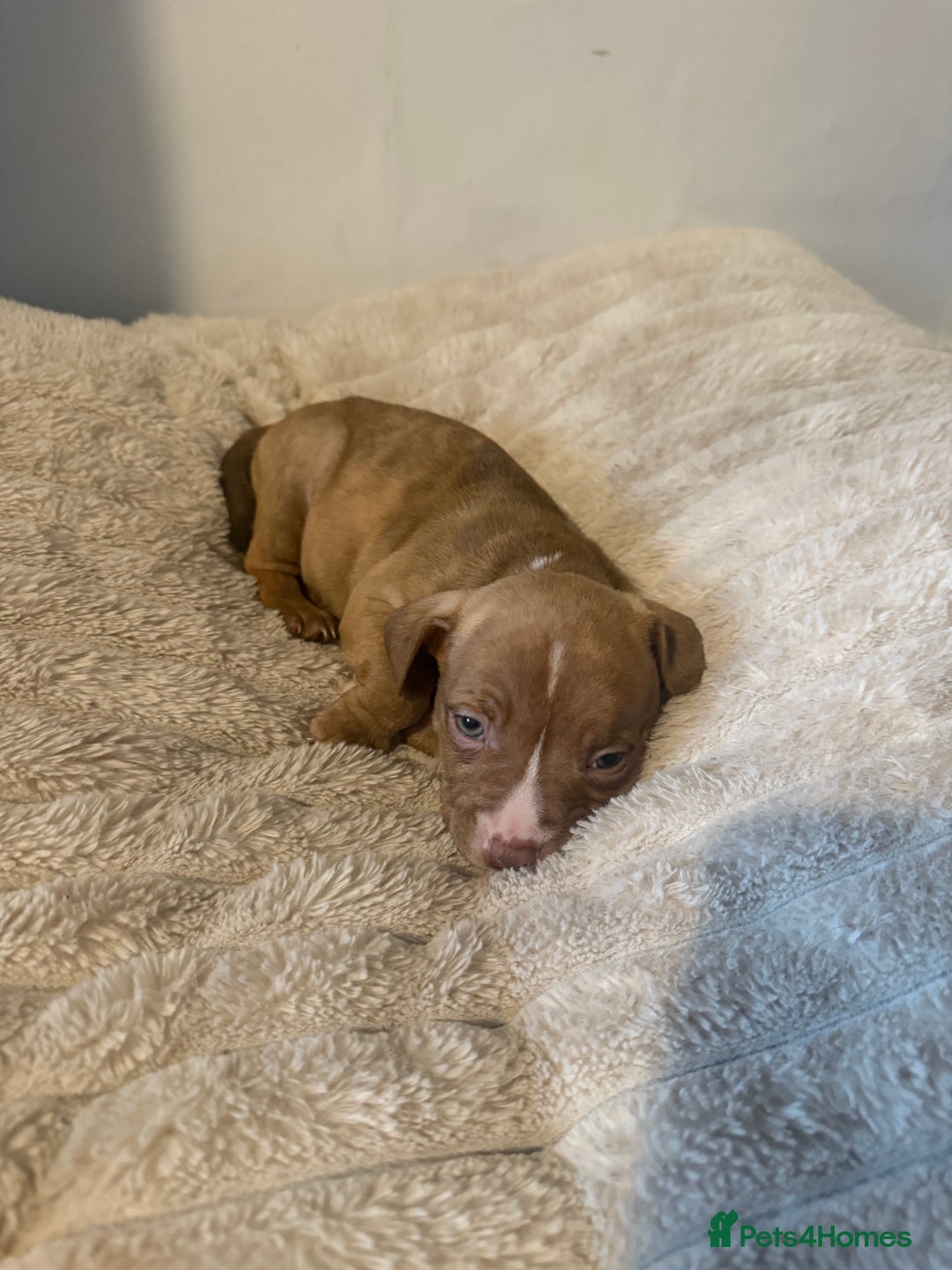 Mixed Breed dogs for sale: 7 Gorgeous Lurcher x Pocket Bully Pups  - Advert 15