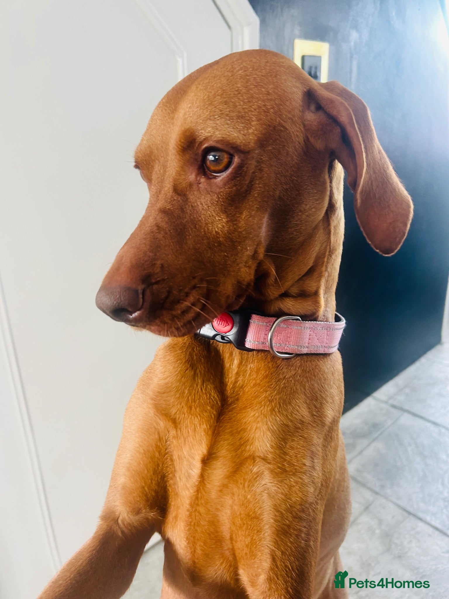 Hungarian Vizsla dogs Stunning Hungarian vizsla puppies x9 - Advert 2