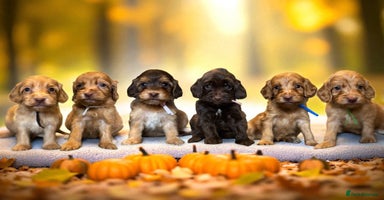 Cockapoo dogs - Advert 6