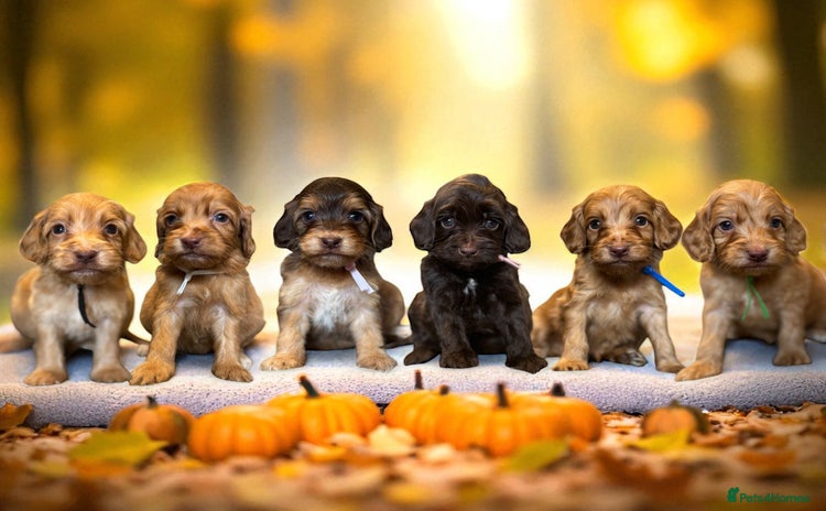 Cockapoo dogs - Advert 10