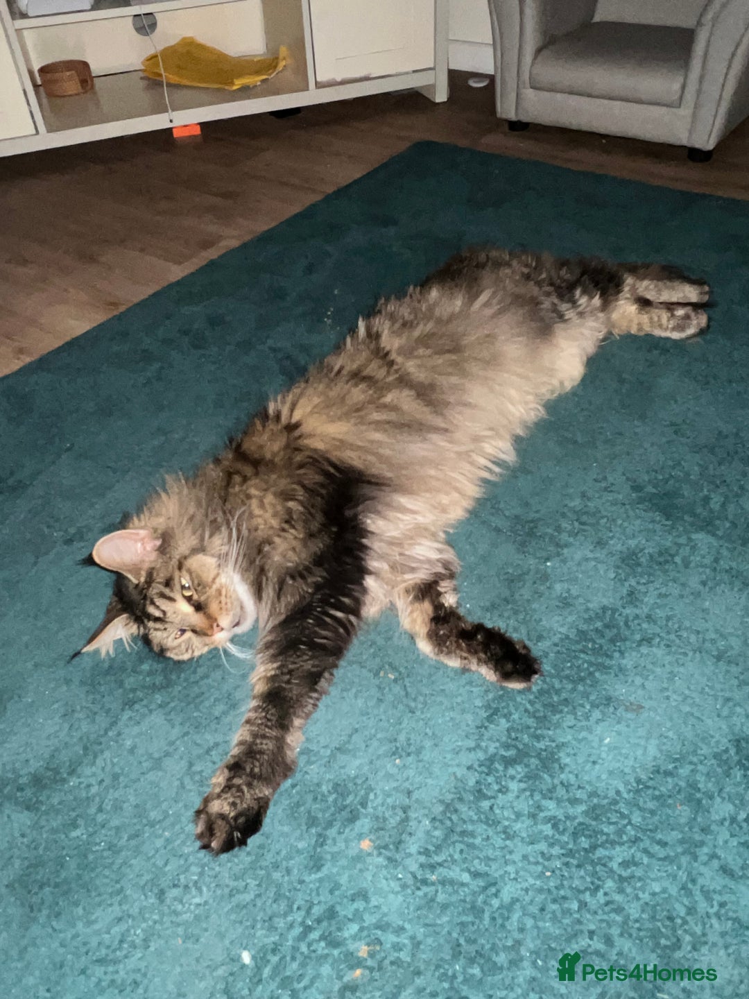Maine Coon cats for sale: Maine coon boy 5 years old  - Advert 3