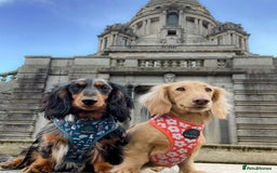 Miniature Dachshund dogs for sale: KC reg long haired mini dachshunds  - Image 11
