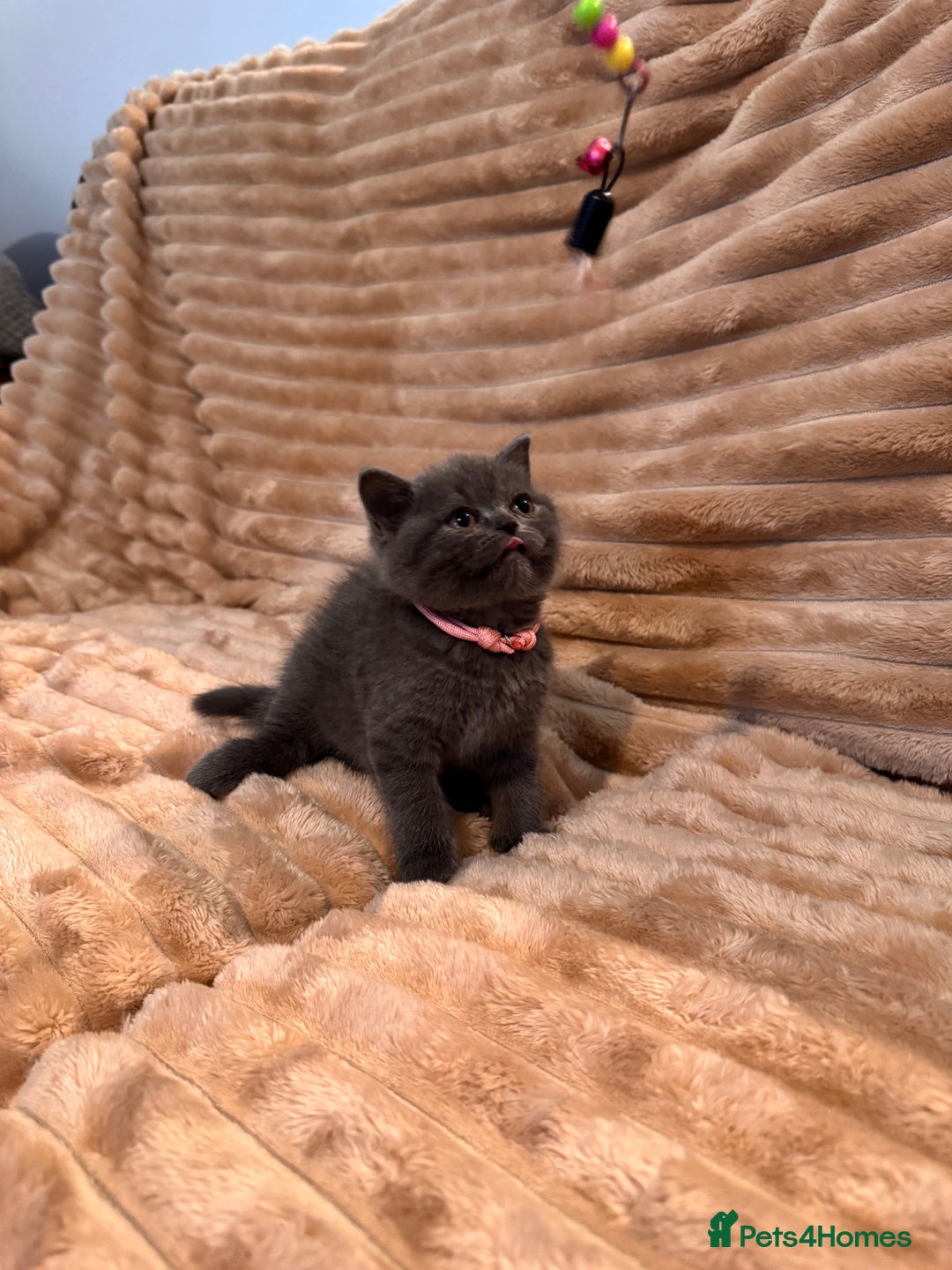 British Shorthair cats for sale: 7 lovely BSH😍 - Advert 5