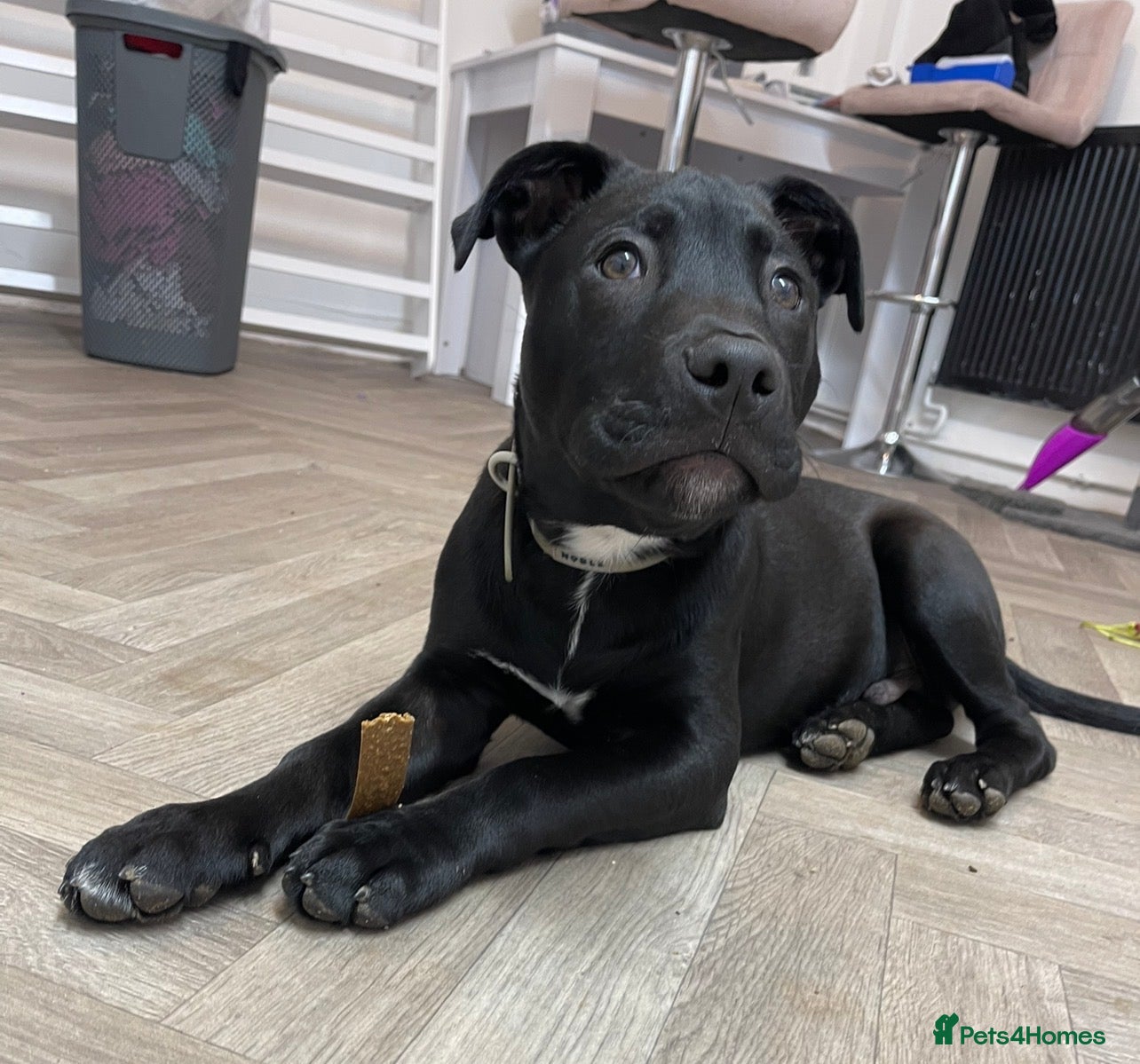 Staffordshire Bull Terrier dogs Meet Buddy our 6month old pup - Advert 1