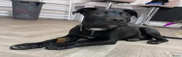 Staffordshire Bull Terrier dogs for sale: Meet Buddy our 6month old pup - Advert 1