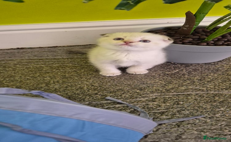 Scottish Fold cats - Advert 2