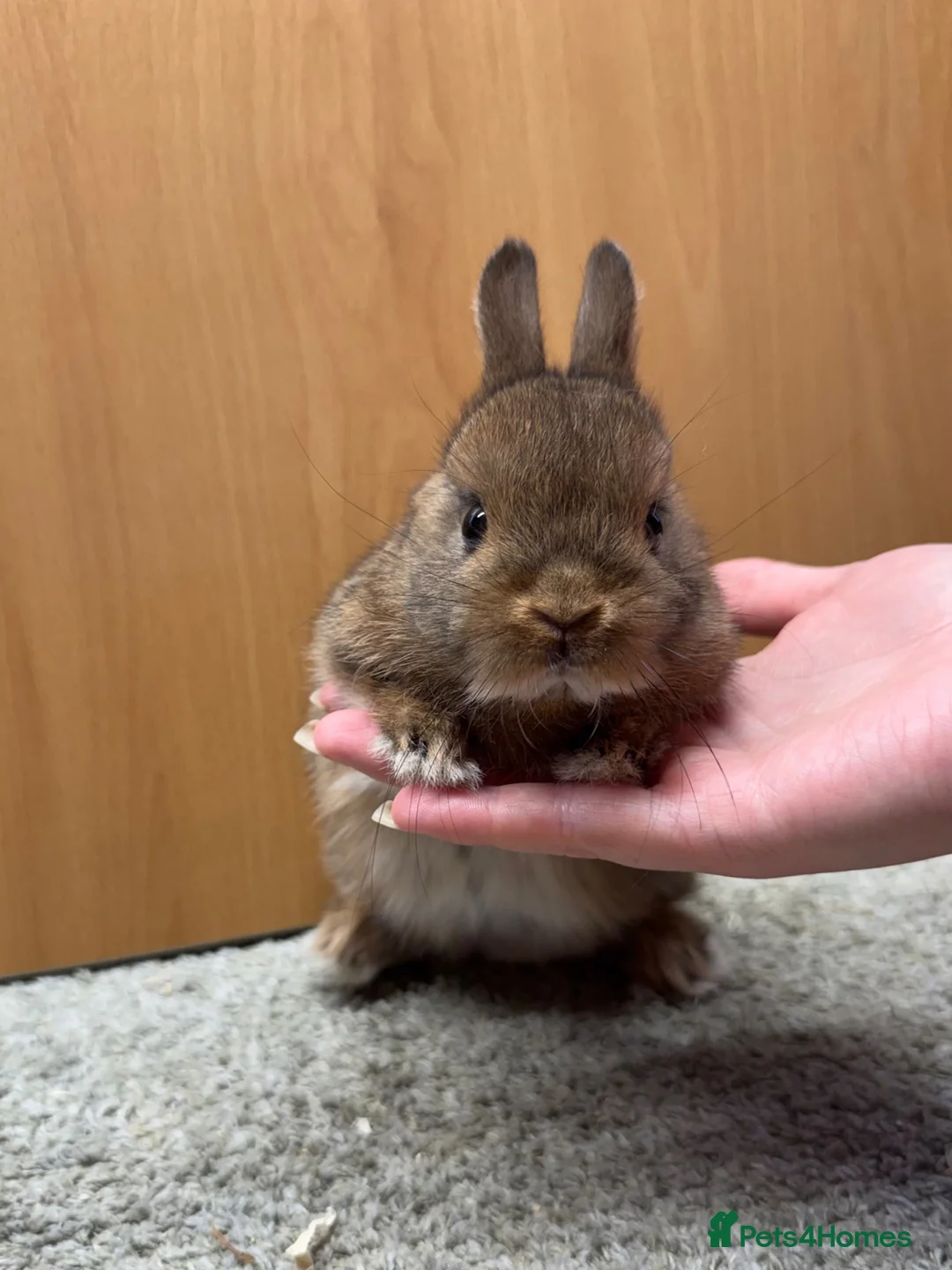 Netherland Dwarf rabbits for sale: Netherland dwarf  - Advert 1