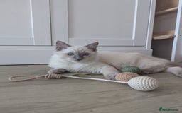 Ragdoll cats for sale: Male Ragdoll Seeks Loving Home💙 - Image 2