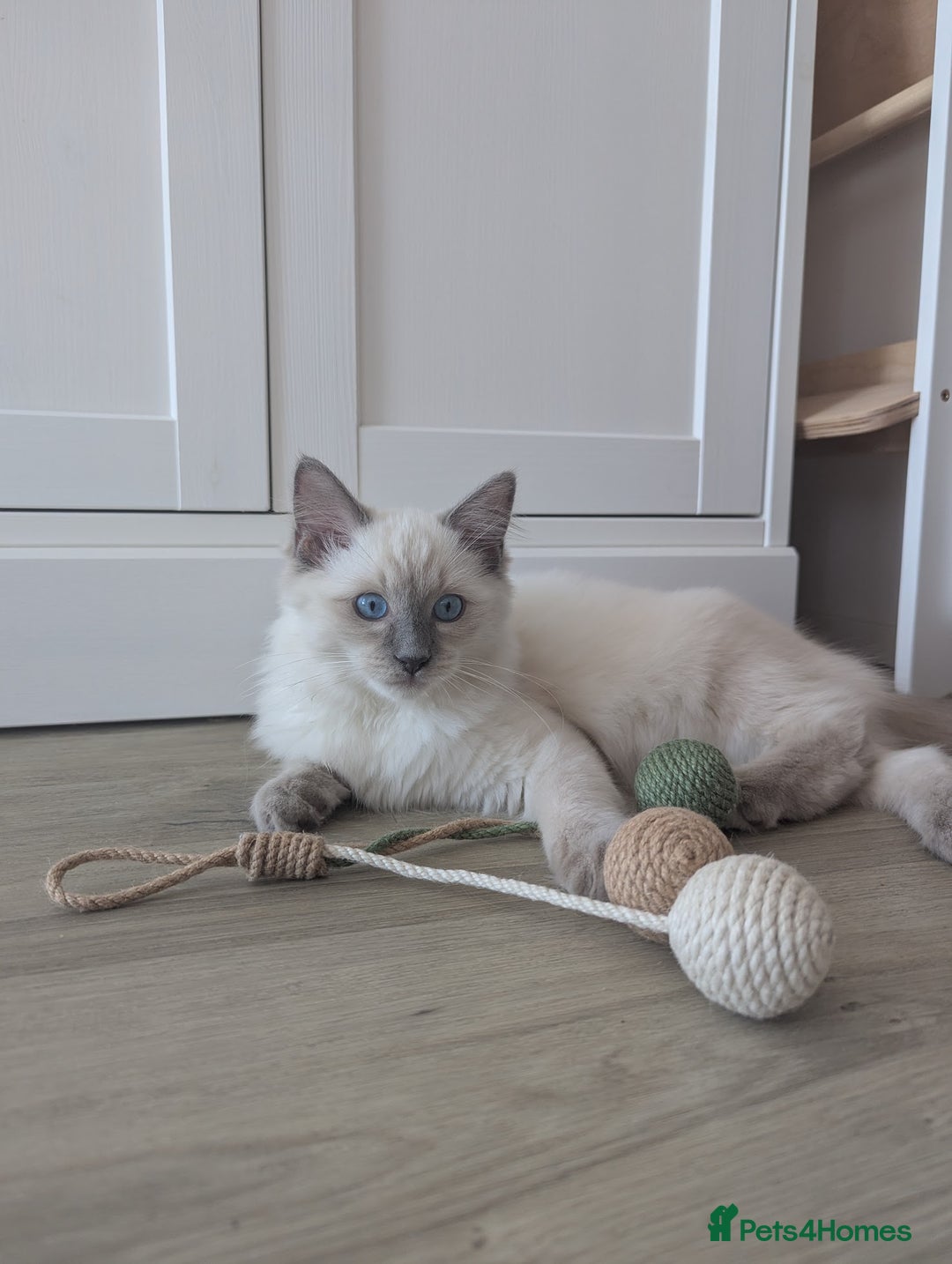 Ragdoll cats for sale: Male Ragdoll Seeks Loving Home💙 - Image 2
