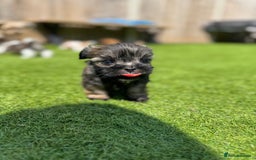 Mi-Ki dogs for sale: Mi ki toy puppies - Image 5