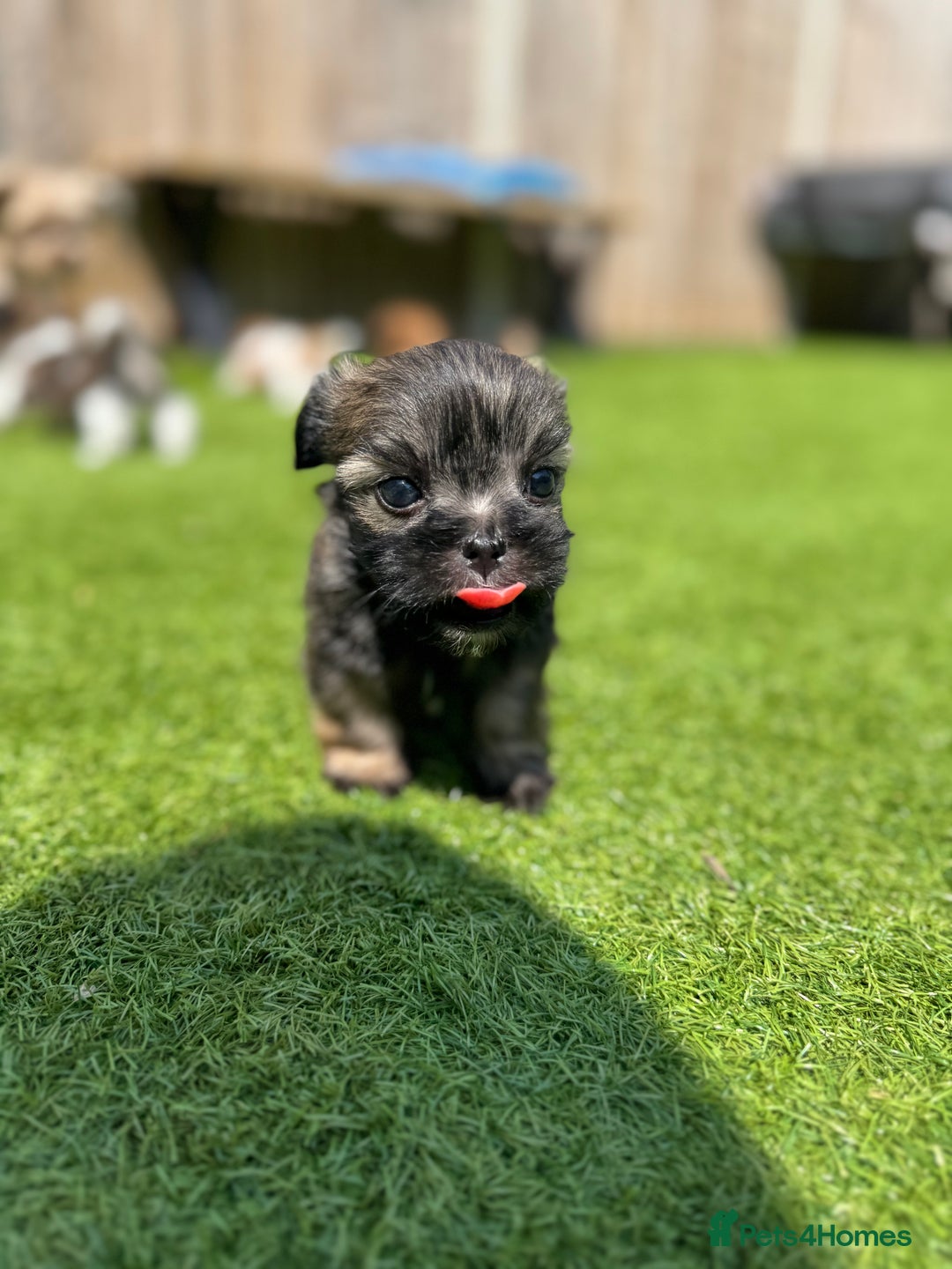 Mi-Ki dogs for sale: Mi ki toy puppies - Image 5