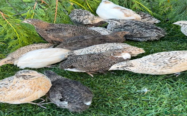 Quail poultry - Advert 8