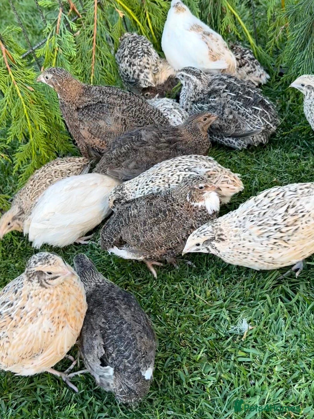 Quail poultry for sale: Coturnix Quail POL - Image 1