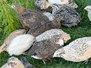 Quail poultry - Advert 1