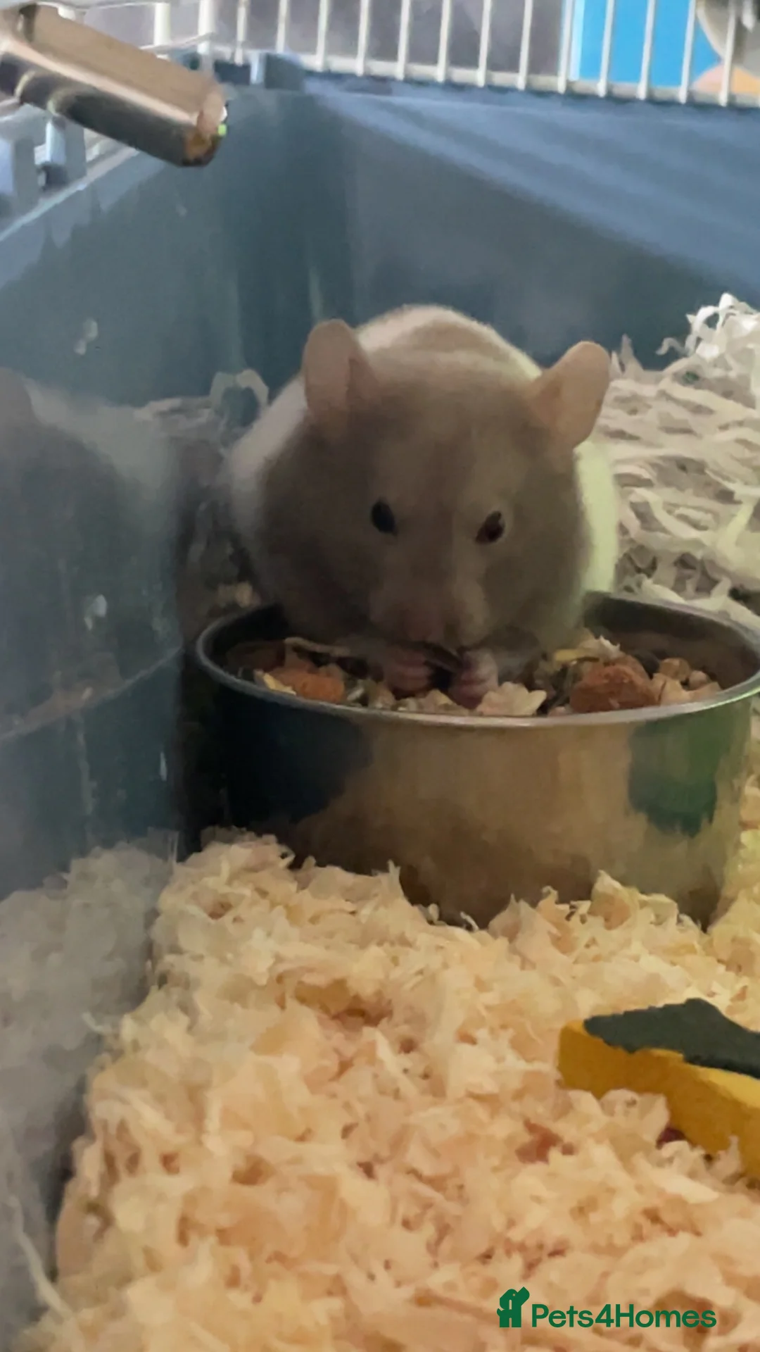 Hamster rodents for sale: Hamster for sale  in Lincoln - Advert 2