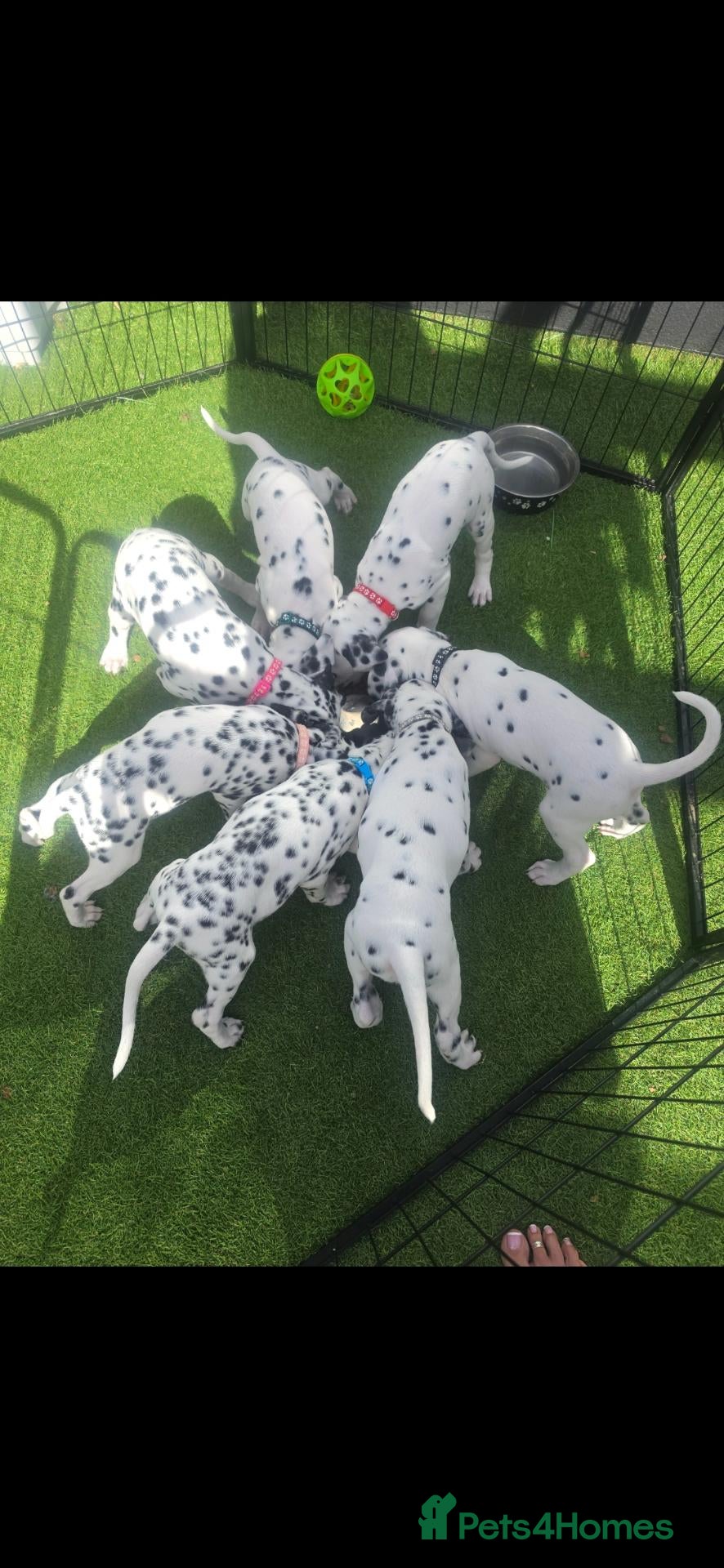 Dalmatian dogs Kc registered stunning dalmatian puppies  - Advert 1