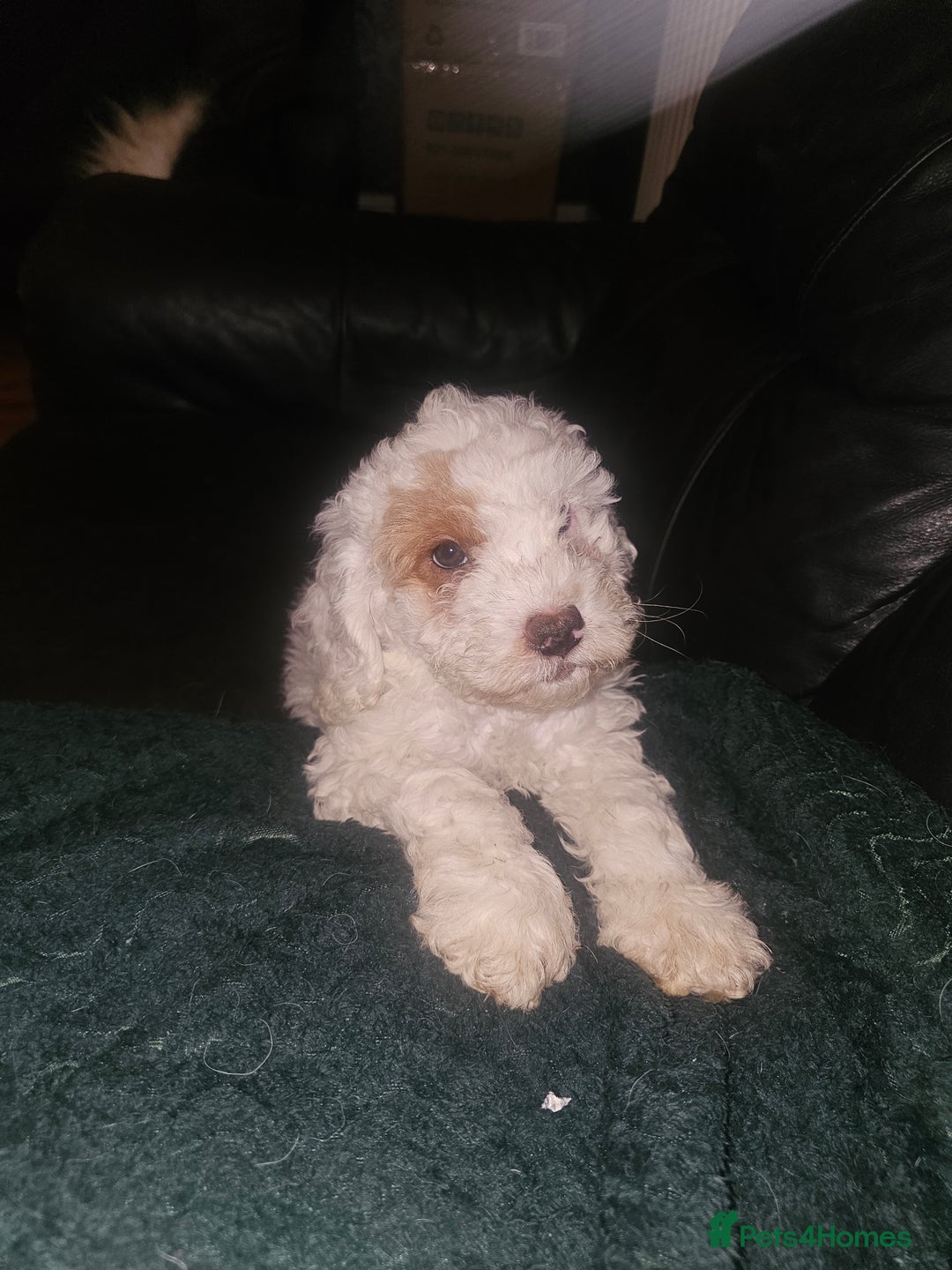 Cockapoo dogs for sale: Ready now! White female cockapoo puppy! - Advert 23