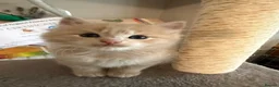 Ragcoon cats for sale: Beautiful raccoon kittens  - Advert 18