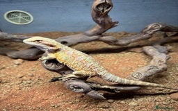 Bearded Dragon reptiles for sale: Bearded dragon  - Image 2