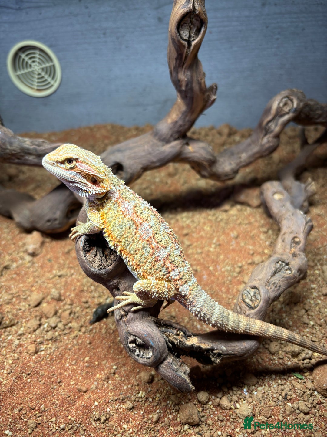 Bearded Dragon reptiles for sale: Bearded dragon  - Image 2