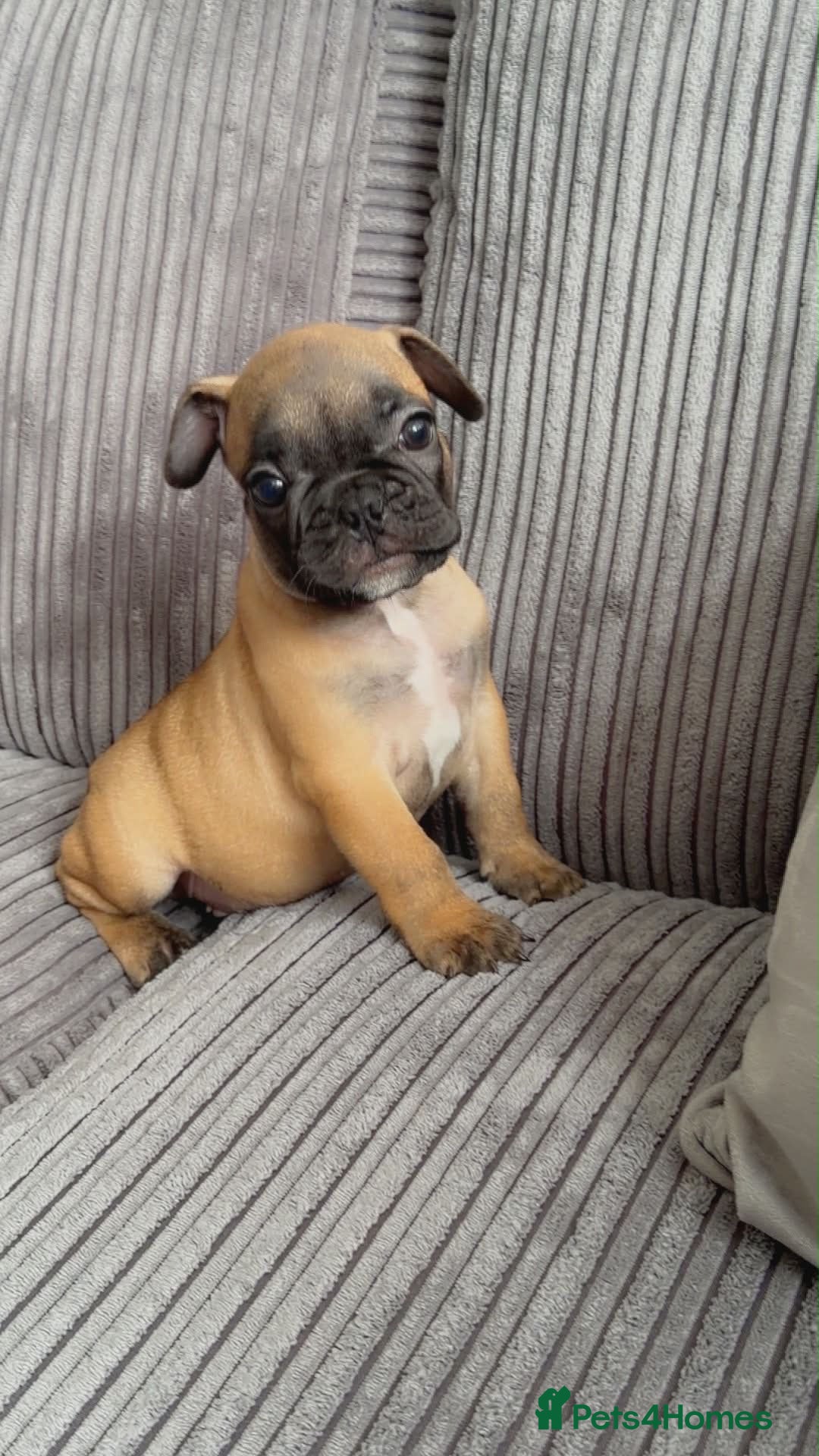 French Bulldog dogs French bulldog  - Advert 2