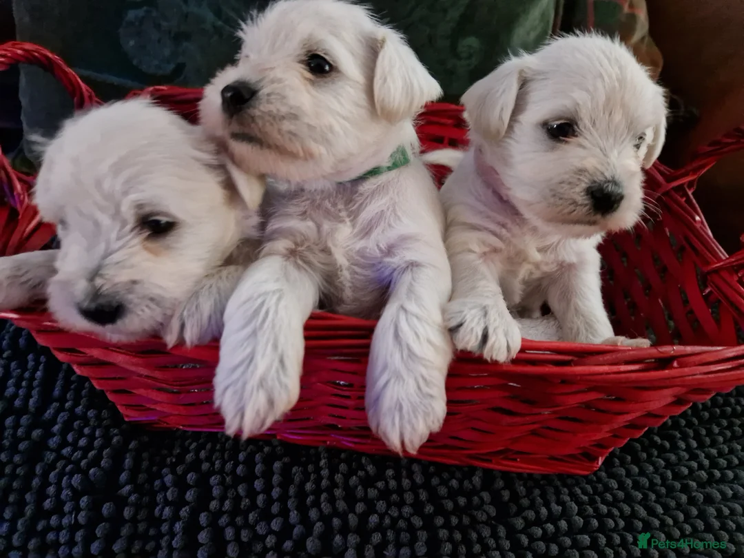 Miniature Schnauzer dogs for sale:  Pedigree Silver white minature schnauzer  - Advert 8