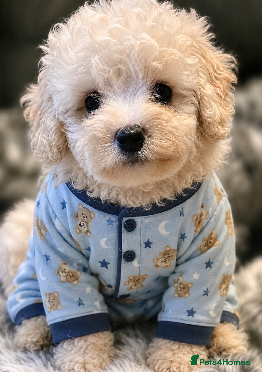 Mixed Breed dogs Stunning Cavapoochon puppies - Advert 12