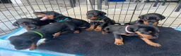 Dobermann dogs for sale: 2 LEFT,READY NOW,BEAUTIFUL DOBERMAN PUPPIES - Advert 21