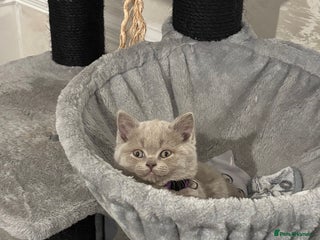 British Shorthair cats GCCF Lilac BSH Kittens – Grand Champion Lineage - Advert 17