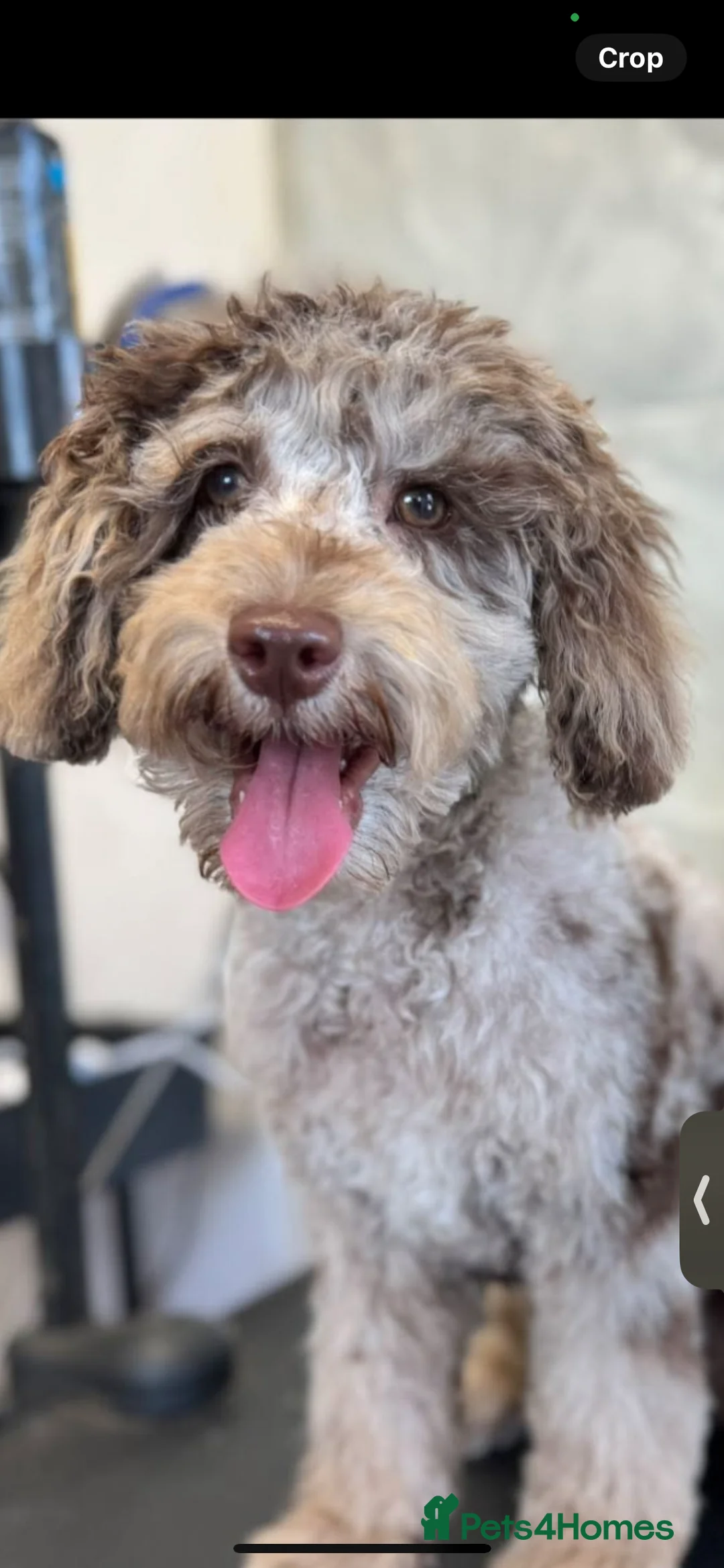Cockapoo dogs for sale: 11 month old Cockerpoo  in Doncaster - Advert 2