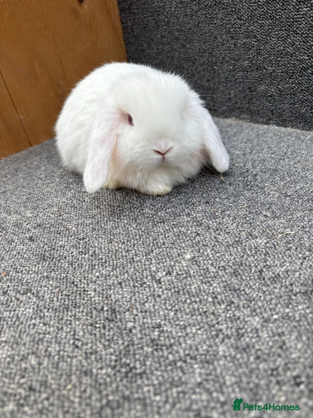 Mini Lop rabbits for sale: Mini Lop x Dwarf Lop Babies - Advert 2