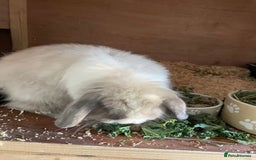 Mini Lop rabbits for sale: Beautiful mini lops - Image 3
