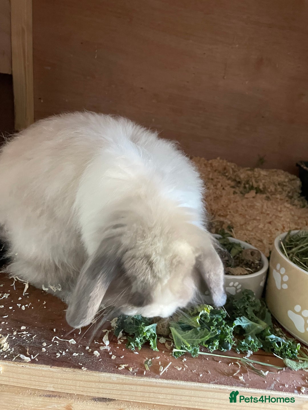 Mini Lop rabbits for sale: Beautiful mini lops - Image 3
