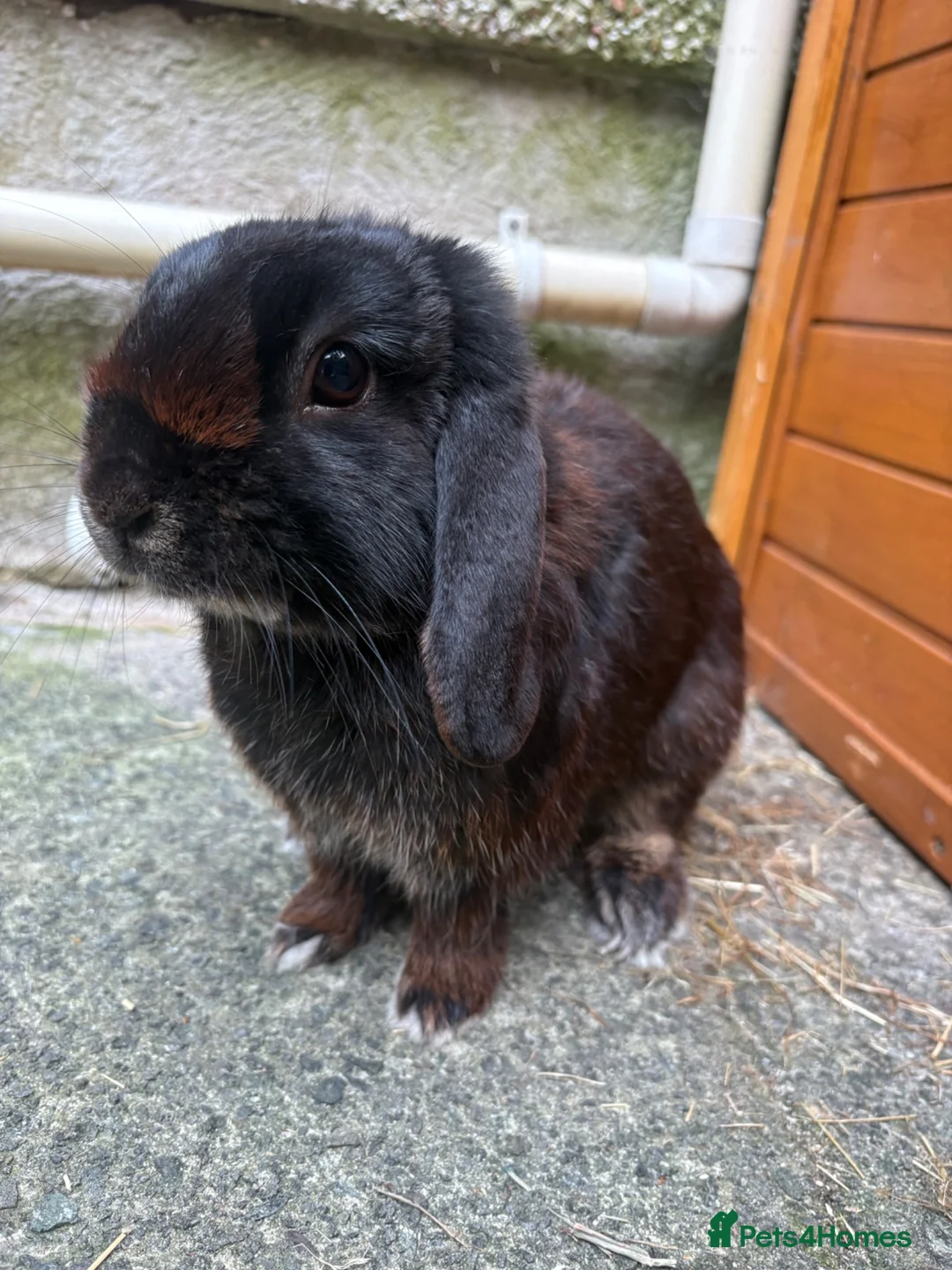 Mini Lop rabbits for sale: Gorgeous male black rabbit  in Swansea - Advert 4