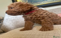 Cavapoo dogs for sale: F1b Cavapoos - Image 18
