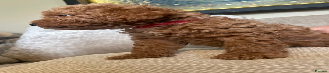 Cavapoo Puppy 4