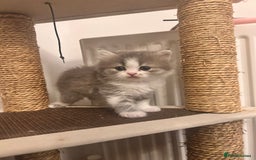 British Shorthair cats for sale: British shorthair kittens  - Image 6