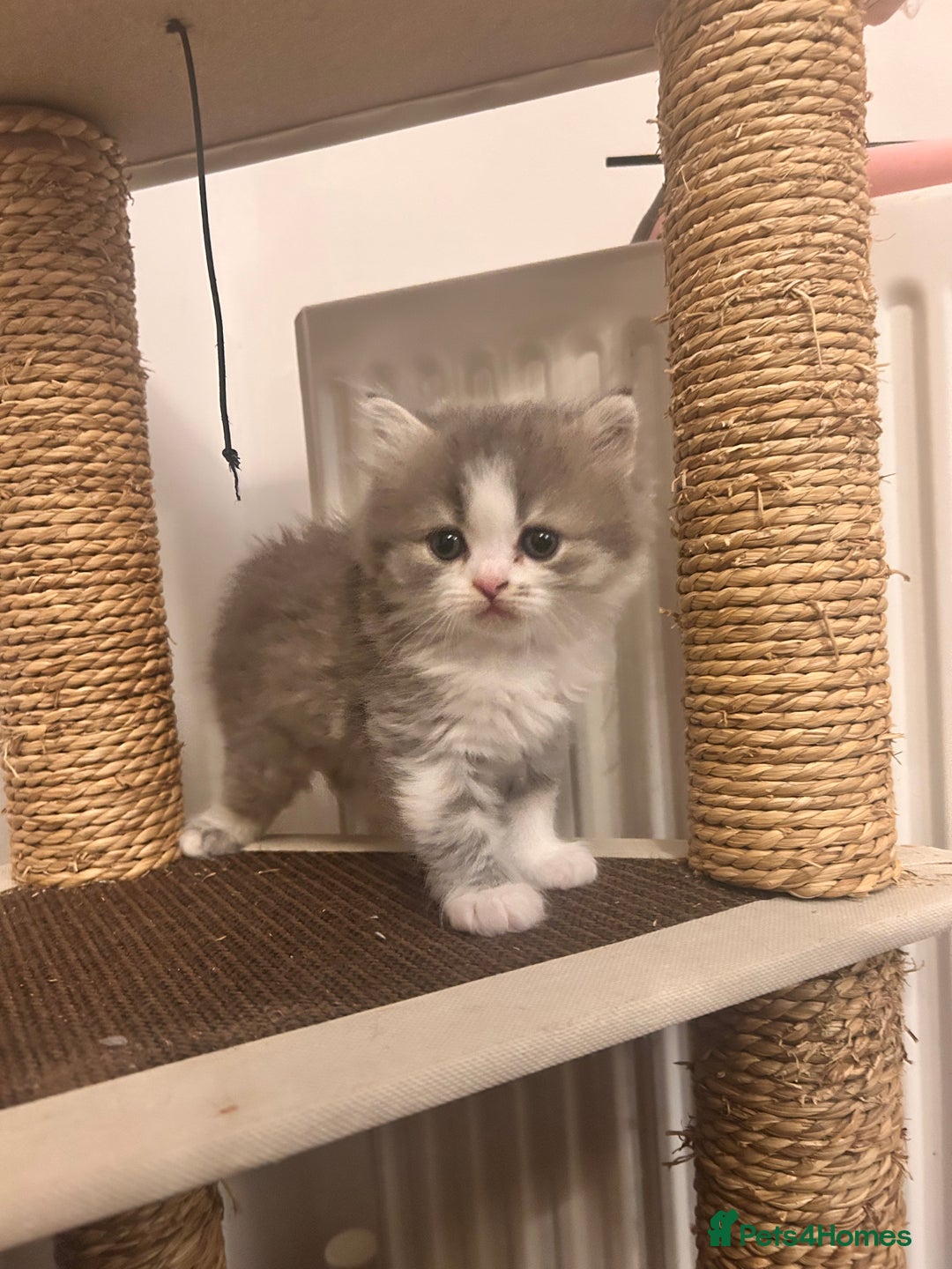 British Shorthair cats for sale: British shorthair kittens  - Image 6