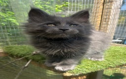 Maine Coon cats for sale: 🔥 TICA Maine coon kittens 🔥  READY NOW 💕💕 - Image 3