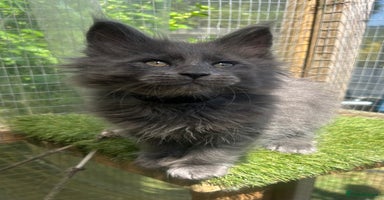 Maine Coon cats - Advert 11