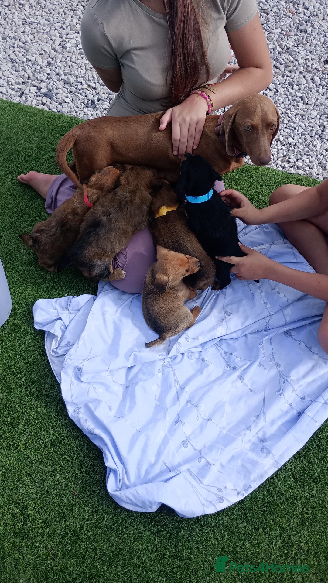 Dachshund dogs for sale: Dachshund  - Image 6