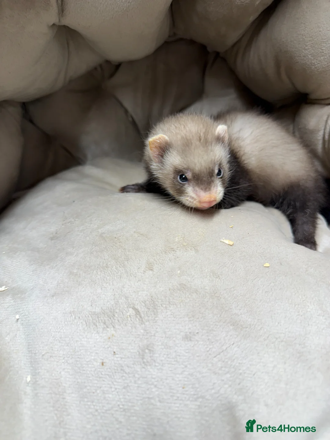 Ferret rodents for sale: Ferret kit for sale  - Advert 3
