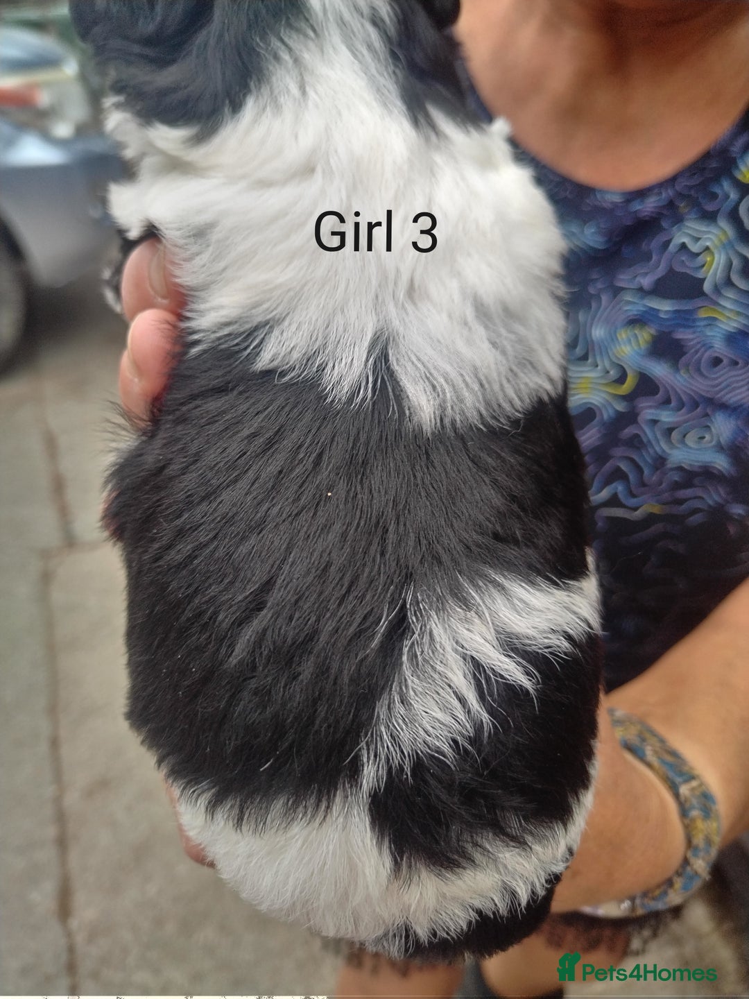 Mixed Breed dogs for sale: Gorgeous jack-chons - Image 7